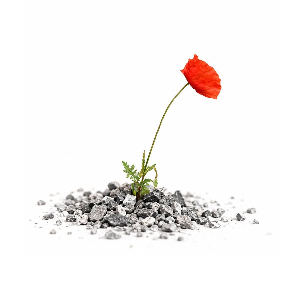 Kostenlose Einzelberatung online – roter Mohn, der zwischen Steinen wächst